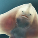 Illustration for article titled Tim Flachs intimate animal portraits reveal natures human side